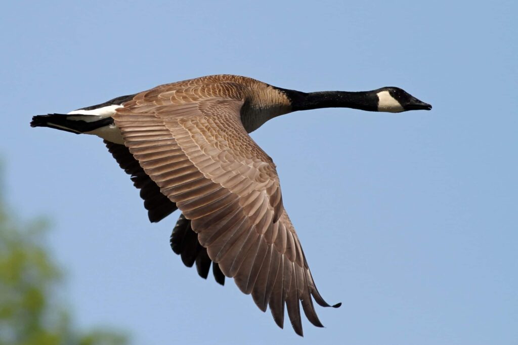 Canadian goose in flight, wings downward