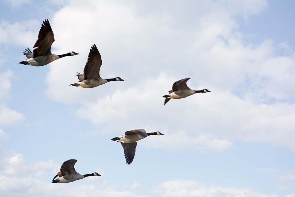 A flock of Canadian geese flying in the V formation