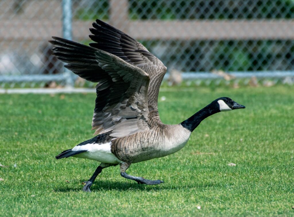 Canadian goose running across grass with wings up, preparing for flight